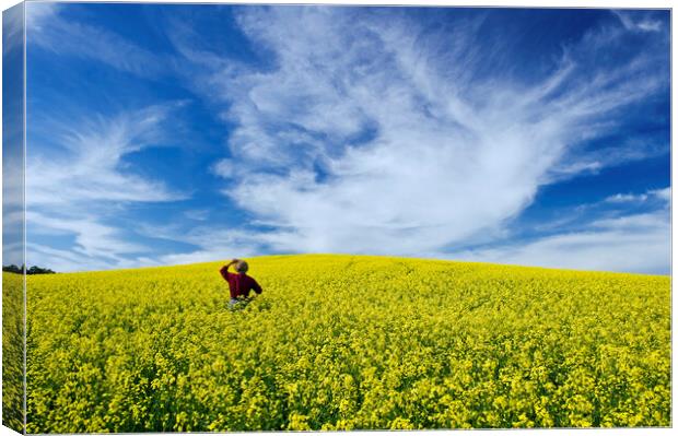 a man looks out over a field of bloom stage canola Canvas Print by Dave Reede