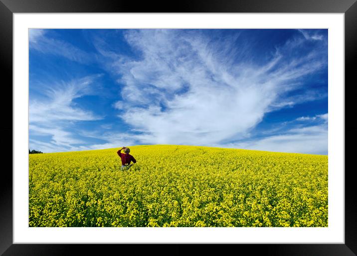 a man looks out over a field of bloom stage canola Framed Mounted Print by Dave Reede