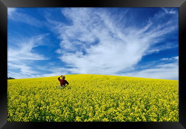 a man looks out over a field of bloom stage canola Framed Print by Dave Reede