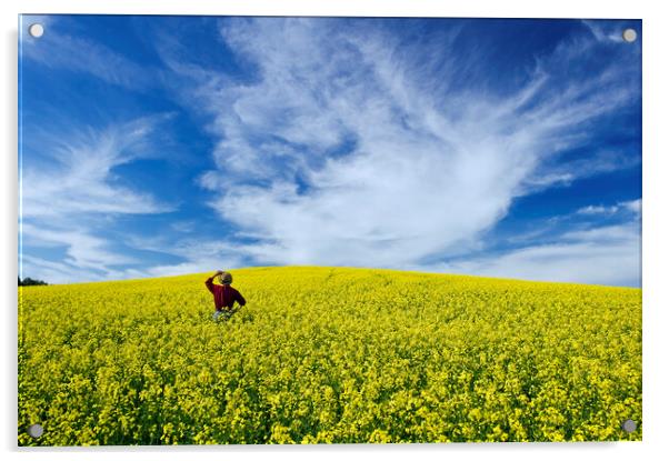 a man looks out over a field of bloom stage canola Acrylic by Dave Reede