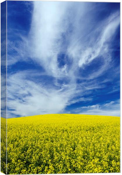 blooming canola field with cirrus clouds in the sky Canvas Print by Dave Reede