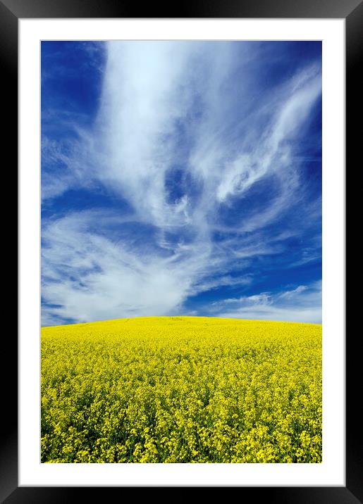 blooming canola field with cirrus clouds in the sky Framed Mounted Print by Dave Reede