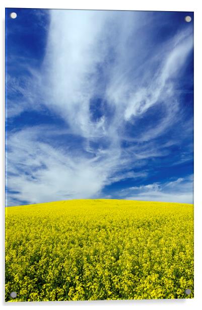 blooming canola field with cirrus clouds in the sky Acrylic by Dave Reede