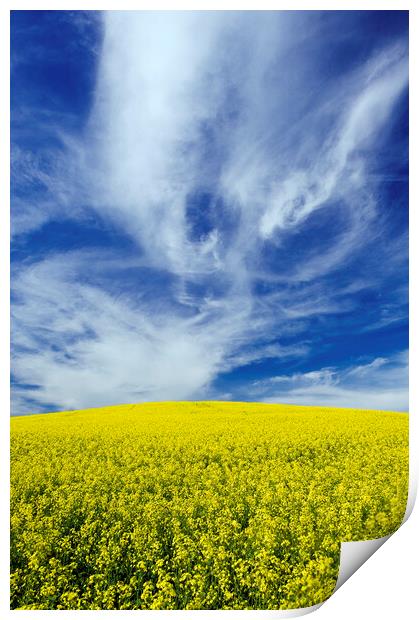 blooming canola field with cirrus clouds in the sky Print by Dave Reede