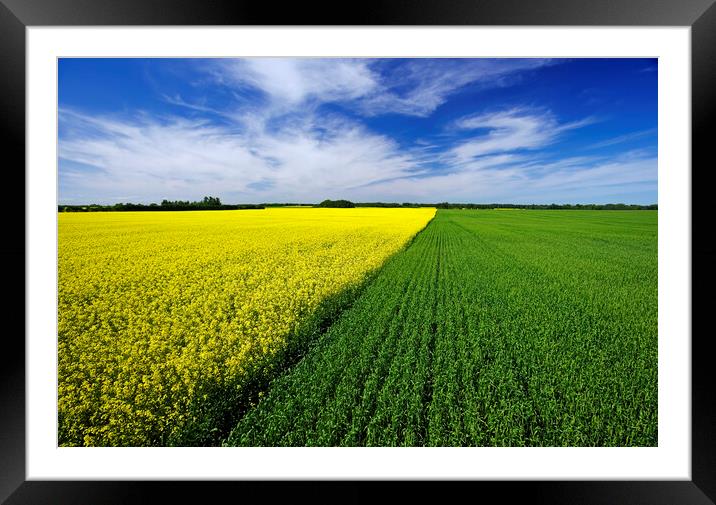wheat and canola patterns Framed Mounted Print by Dave Reede