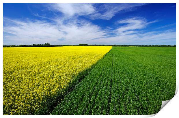 wheat and canola patterns Print by Dave Reede