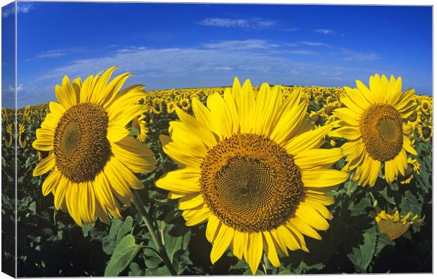 sunflowers Canvas Print by Dave Reede