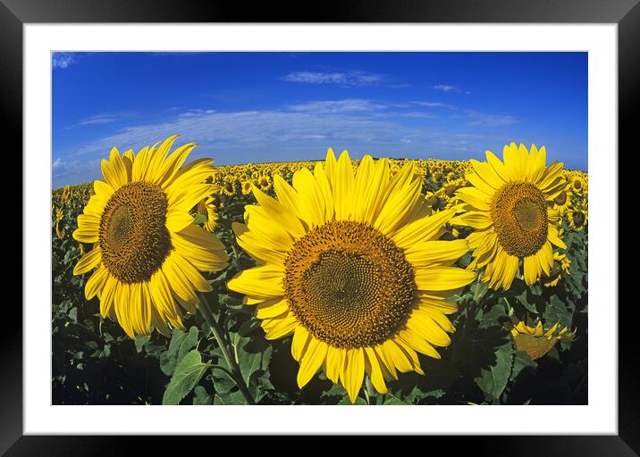 sunflowers Framed Mounted Print by Dave Reede