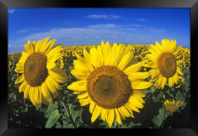 sunflowers Framed Print by Dave Reede