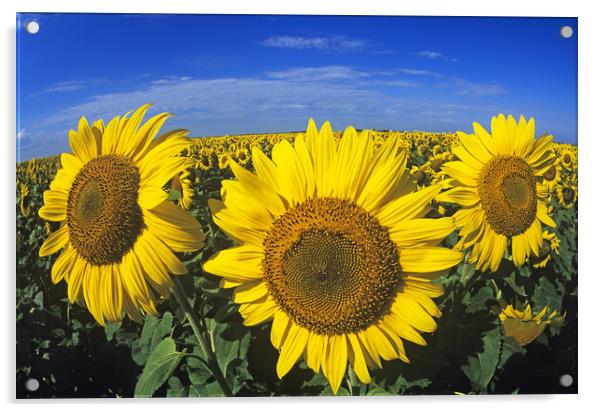 sunflowers Acrylic by Dave Reede