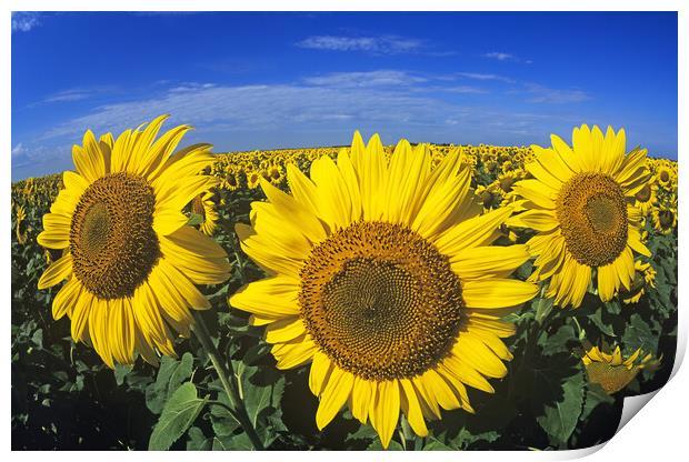 sunflowers Print by Dave Reede