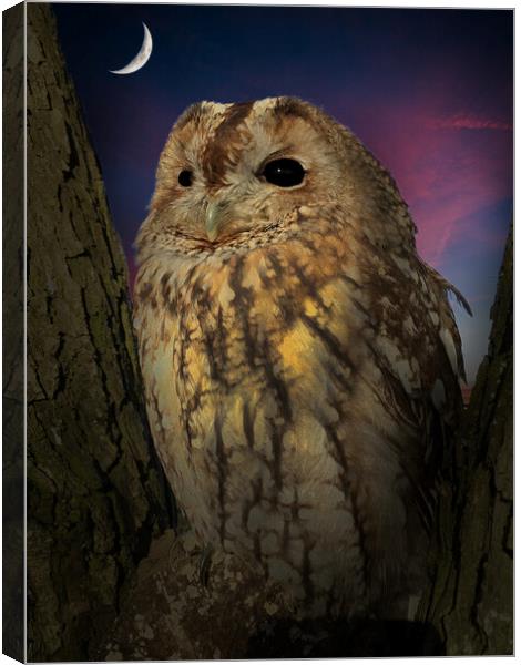 Tawny Owl Canvas Print by Alison Chambers