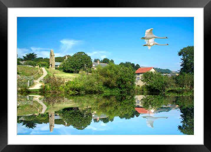 Abbotsbury Swans Framed Mounted Print by Alison Chambers