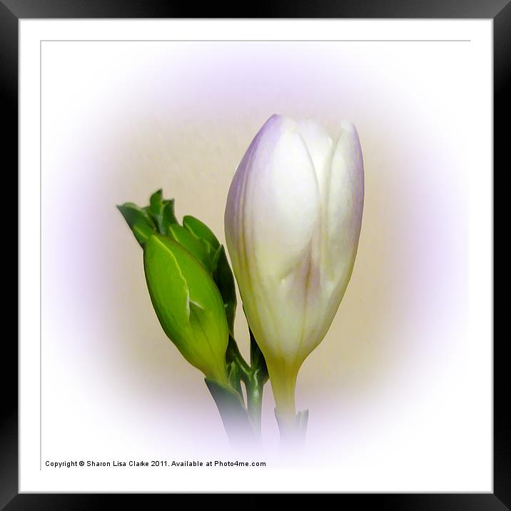 Lilac freesia Framed Mounted Print by Sharon Lisa Clarke