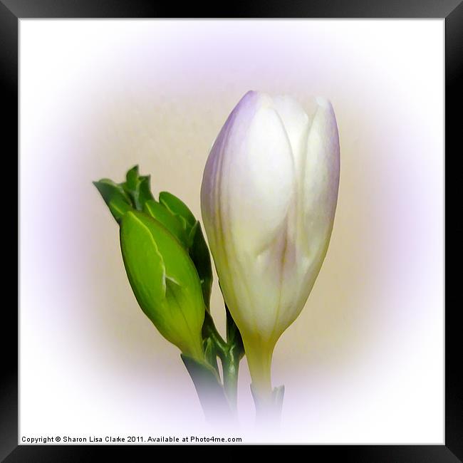 Lilac freesia Framed Print by Sharon Lisa Clarke