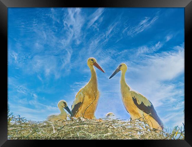 Storks nesting with chick Framed Print by chris hyde