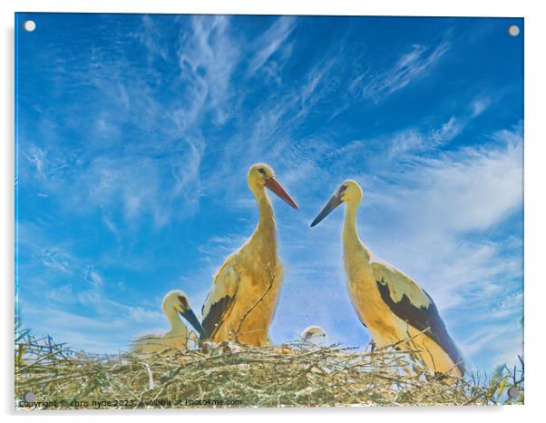 Storks nesting with chick Acrylic by chris hyde