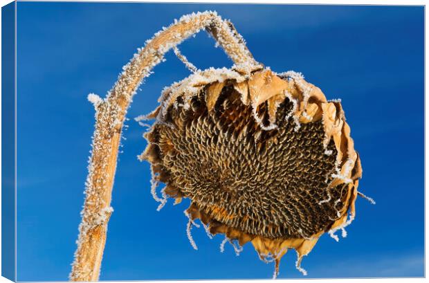 close-up of sunflower head with frost on it Canvas Print by Dave Reede