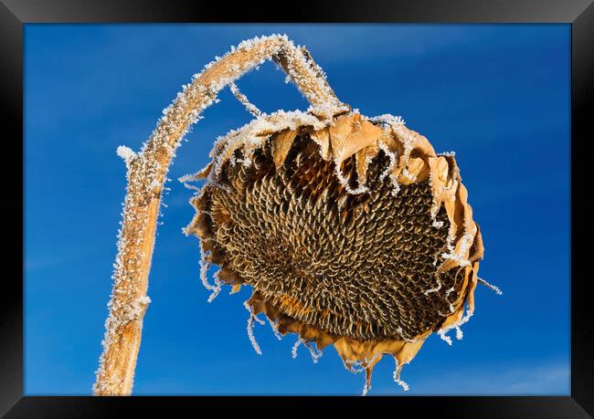 close-up of sunflower head with frost on it Framed Print by Dave Reede