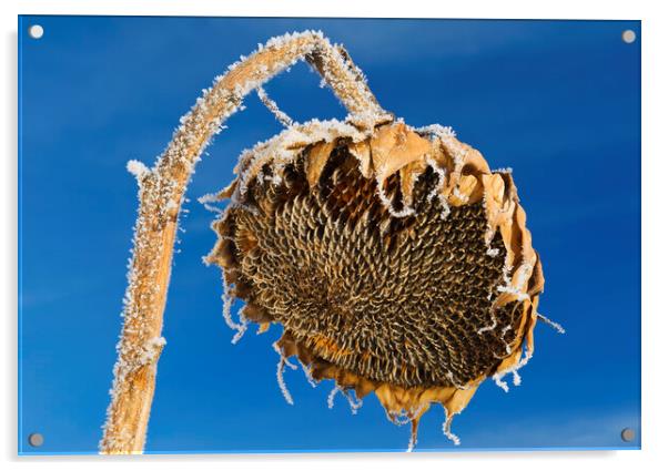 close-up of sunflower head with frost on it Acrylic by Dave Reede