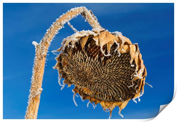close-up of sunflower head with frost on it Print by Dave Reede