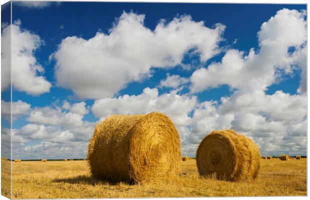 round straw bales in stubble field Canvas Print by Dave Reede