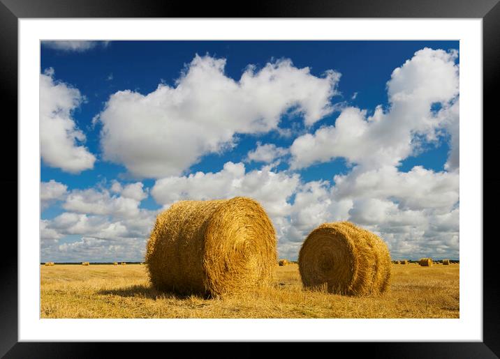 round straw bales in stubble field Framed Mounted Print by Dave Reede