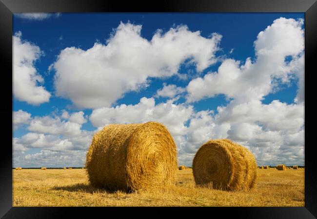 round straw bales in stubble field Framed Print by Dave Reede