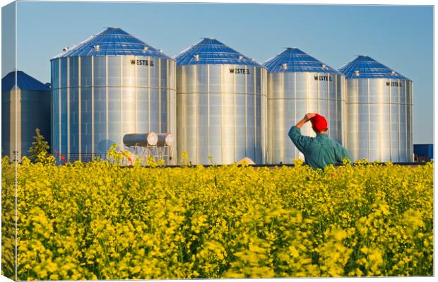 a farmer in his bloom stage canola field looks out at grain bins Canvas Print by Dave Reede