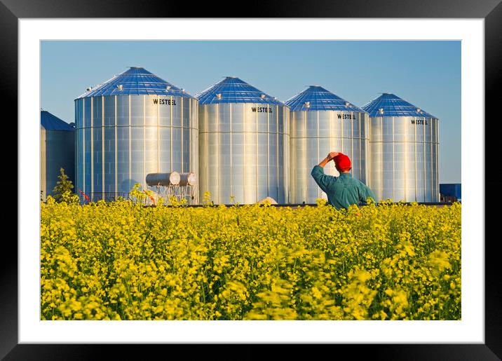 a farmer in his bloom stage canola field looks out at grain bins Framed Mounted Print by Dave Reede