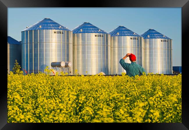 a farmer in his bloom stage canola field looks out at grain bins Framed Print by Dave Reede