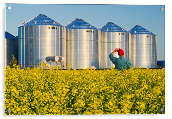 a farmer in his bloom stage canola field looks out at grain bins Acrylic by Dave Reede