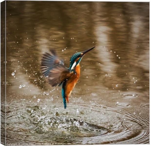 Kingfisher  Canvas Print by James Allen