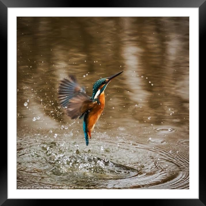 Kingfisher  Framed Mounted Print by James Allen