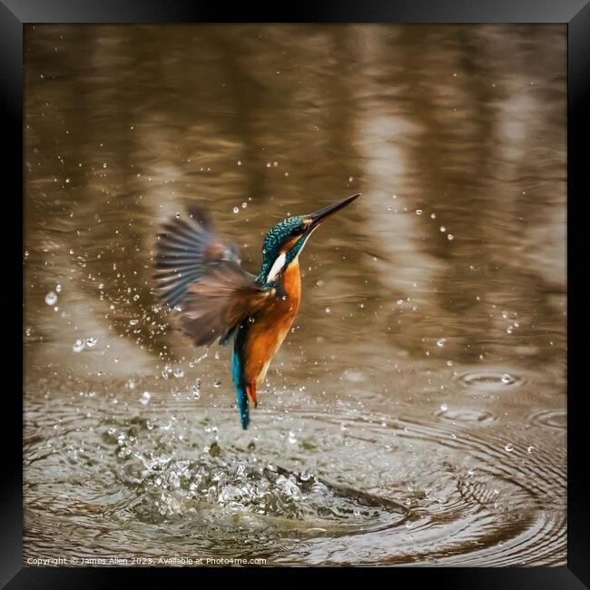 Kingfisher  Framed Print by James Allen