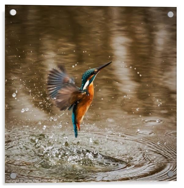 Kingfisher  Acrylic by James Allen