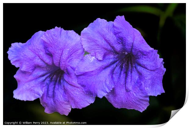 Purple Mexican Petunia Flowers Waikiki Honolulu Oahu Hawaii Print by William Perry