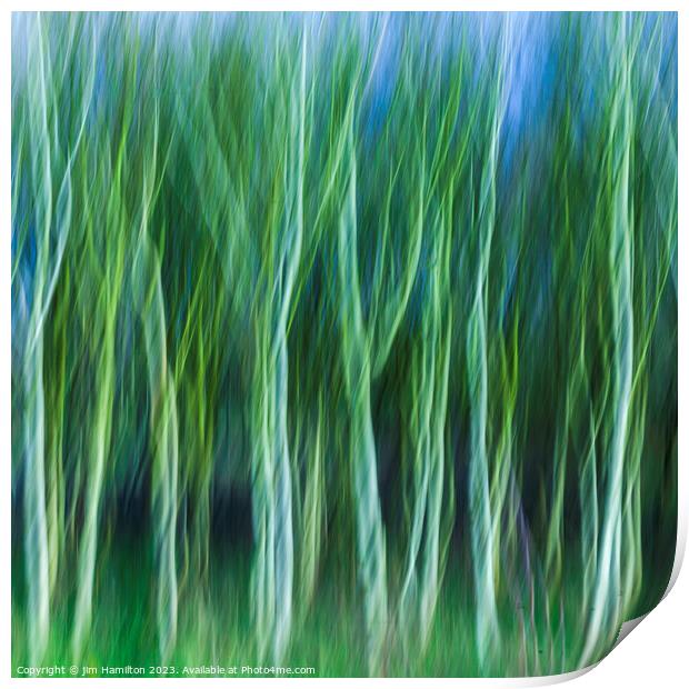 Trees in motion Print by jim Hamilton