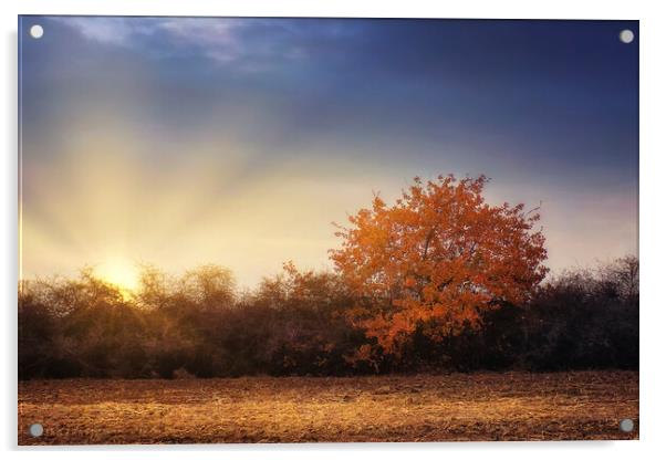 Golden tree in the autumn field Acrylic by Dejan Travica