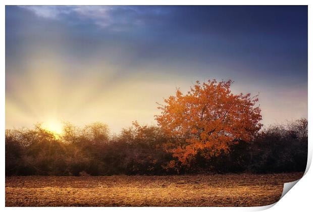 Golden tree in the autumn field Print by Dejan Travica