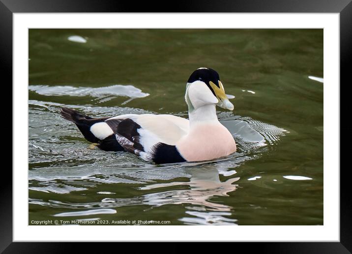 Common Eider Male Framed Mounted Print by Tom McPherson