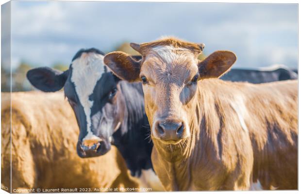 Two cows side by side together in a pasture Canvas Print by Laurent Renault