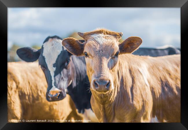 Two cows side by side together in a pasture Framed Print by Laurent Renault