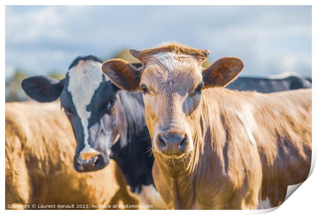 Two cows side by side together in a pasture Print by Laurent Renault