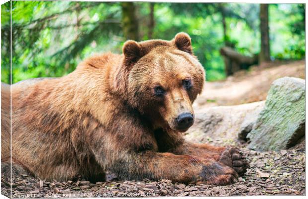 A cute brown bear lying on a ground and watching you in fir fore Canvas Print by Laurent Renault