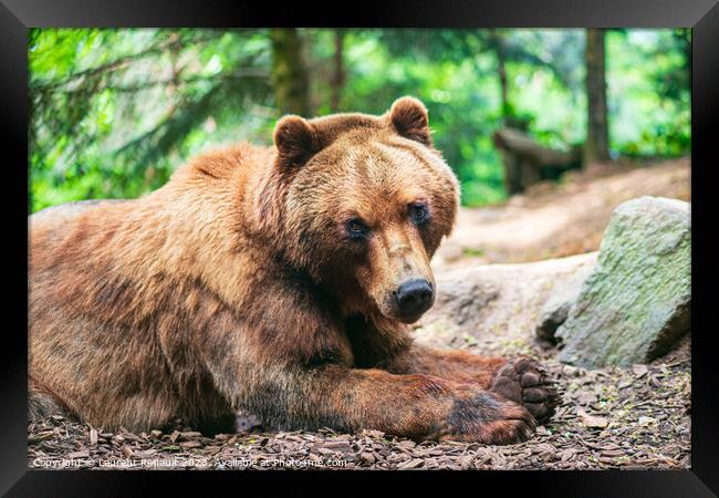 A cute brown bear lying on a ground and watching you in fir fore Framed Print by Laurent Renault