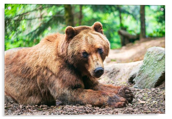 A cute brown bear lying on a ground and watching you in fir fore Acrylic by Laurent Renault