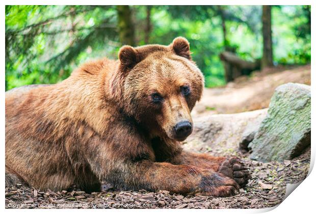 A cute brown bear lying on a ground and watching you in fir fore Print by Laurent Renault