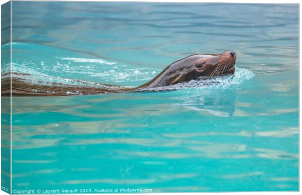 Sea Lion swimming in water. Photography taken in France Canvas Print by Laurent Renault