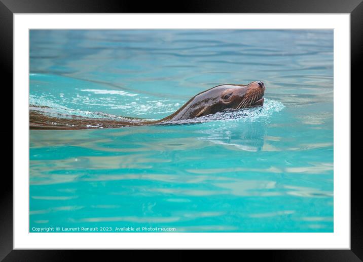 Sea Lion swimming in water. Photography taken in France Framed Mounted Print by Laurent Renault